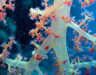  Descubrir el Fondo Marino 
